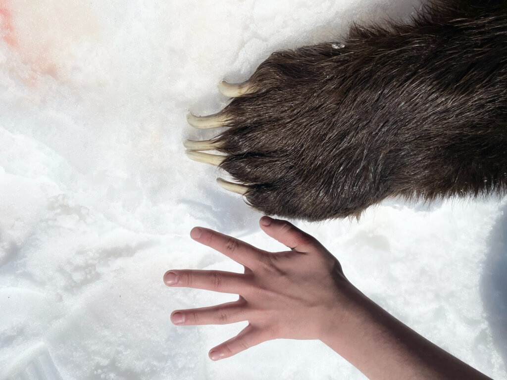 Grizzly bear hunt spring alaska 2